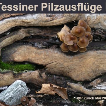 Ivan Cucchi – «Tessiner Pilzausflüge» – Vortrag am 08. Mai 2023