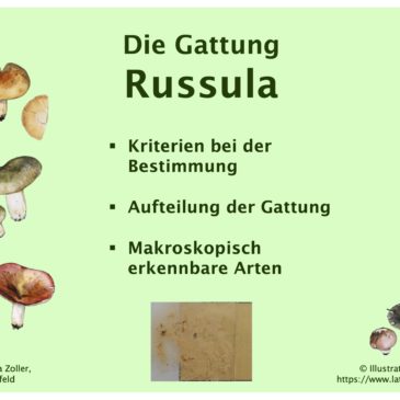Barbara Zoller – «Die Gattung Russula» – Vortrag am 05. Februar 2024