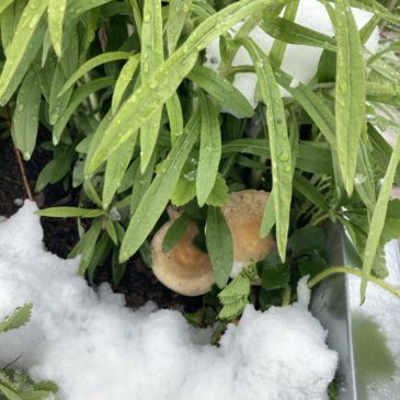 Brigitta Danuser – «Pilze der Schneeschmelze im montanen Raum» – Vortrag am 07. April 2025