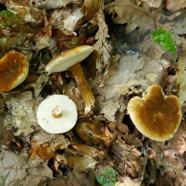 «Waldfest» in Hochfelden bei Bülach am 17. August 2025
