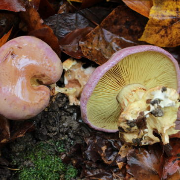 Calonarius xanthophyllus – Der Goldblättrige Klumpfuss