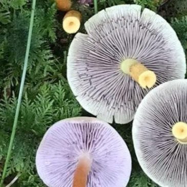 Anmeldung zum Waldfest 2026 am 30. August 2026