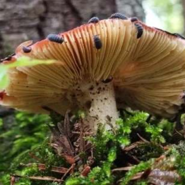 Vortrag – „Tiere fressen Pilze, Pilze fressen Tiere“